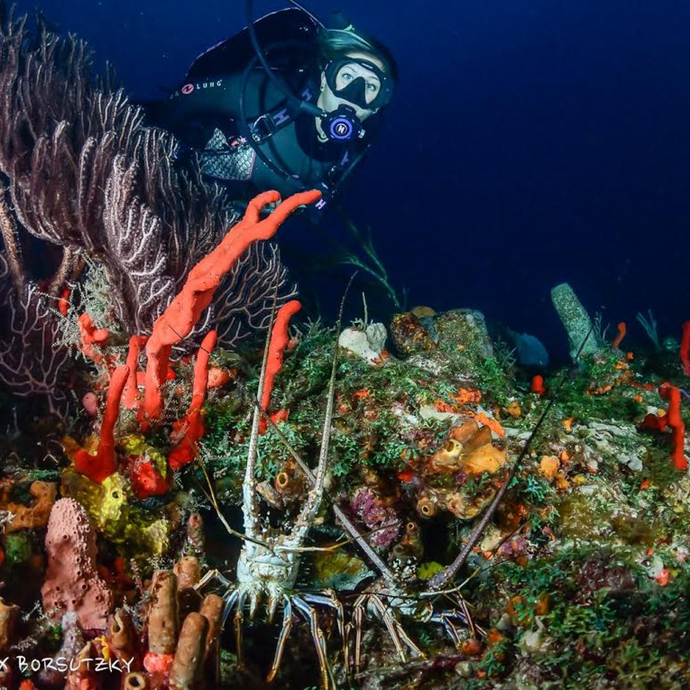 Snorkeling and scuba diving near Blue Heron Bridge in Palm Beach County